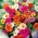 Rosemose - variasjonsblanding; klokka ti, meksikansk rose, mosserose, Vietnamrose, solrose, steinrose, mose-rosenrose - 