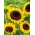 Slnečnica "Taiyo" - okrasná odroda pre rezané kvety - 