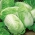 Napa cabbage "Elza" - hybrid variety