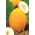 Cantaloupe "Canary Yellow 2" - 