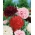 Opija magones - peoniju ziedu šķirņu sajaukums - 