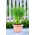 矮小花园莳萝-阳台和露台，新鲜和干燥可口 - 