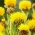 Centaurea - giallo; grande centaurea gialla, lanugine al limone, bottone da scapolo giallo, elmetto protettivo giallo, cesto di fiori armeno - 