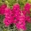 Snapdragon biasa "Adriana" - bunga berwarna amaranth, kultivar hibrid - 