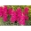 Tavallinen snapdragon "Adriana" - amarantinväriset kukat, hybridilajike - 