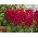 Snapdragon comum "Sabrina" - uma cultivar híbrida com flores de cor carmesim - 