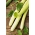 Concombre arménien "Fegouz" - une variété vert pâle - 