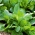 Цорнсалад "Зелено са пуним срцем"; обична салата од јагњетине, јањећа зелена салата, мошти, фетиш, фелдсалат, орашаста зелена салата, пољска салата, рапунзел - 