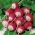 Ravanello "Rondo" - radici rotonde, rosse, con la punta bianca - 