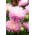 Peony aster "Jadwiga" - tall growing, pale pink variety