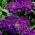 Садова верба - фіолетова; садова вербена - 