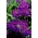 花园普通-紫色;马鞭草花园 - 