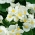 Begonia "Barbara" - stadig blomstrende, hvit, grønnbladsort - 
