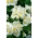 Begonia "Barbara" - někdy kvetoucí, bílá, zeleno-listnatá odrůda - 