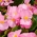 秋海棠“ Papillon Rose”-盛开，淡粉红色，绿叶 - 