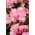 Begonia "Papillon Rose" - selalu mekar, merah muda pucat, varietas berdaun hijau - 