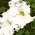 Zahradní petúnie "Lace Veil (Lace Veil)" - bílá - 