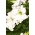 Garden petunia "Lace Veil (Lace Veil)" - hvit - 