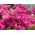 Vườn cây dã yên thảo "Zorza Wieczorna (Buổi tối cực quang)" - màu hồng đậm - 