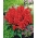 熱帯セージ - 赤 -  140種子 - Salvia splendens - シーズ