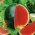 Wassermelone Rosario Samen - Citrullus Lanatus - 11 Samen
