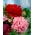 خشخاش الأفيون - مزيج متنوع من أزهار مزدوجة - 