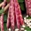 Buschbohne "Borlotto rosso" - bunte Schoten und Samen für getrocknete Samen