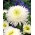 White chinese "Princess" aster - 500 seeds