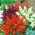 Spilgtā salvija - mixed - 84 sēklas - Salvia splendens