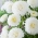 白いポンポンフラワーアスター -  500種子 - Callistephus chinensis - シーズ