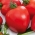 田间番茄“Herodes” - 种类繁多 - Lycopersicon esculentum Mill  - 種子