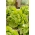 Poliakový šalát "Attractie" - 855 semien - Lactuca sativa L. var. Capitata - semená