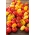 זרעי עגבניות שרי מעורבב - Lycopersicon esculentum - Solanum lycopersicum  - זרעים