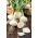 Kışlık kuru soğanı "Hiberna" - soğanlar ve frenk soğanı için - 500 tohum - Allium cepa L. - tohumlar