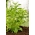 Насіння стевії - Stevia rebaudiana - 30 насінин - насіння