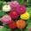 Dahlia-flowered Zinnia - a selection of varieties - Zinnia elegans dahliaeflora - 180 seeds