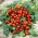 樱桃番茄种子 -  Lycopersicon esculentum  -  200种子 - Lycopersicon esculentum Mill  - 種子