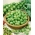 Růžičková kapusta "Casiopea" - zdravá, zelená Růžičková kapusta - 640 semen - Brassica oleracea var. gemmifera - semena