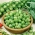 Брюкселско зеле "Casiopea" - здрави, зелени Брюкселни кълнове - 640 семена - Brassica oleracea var. gemmifera