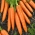 Ранни семена от моркови - Daucus carota - 4250 семена - Daucus carota ssp. sativus 