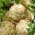 Celer, koren zelene "Talar" - 900 semen - Apium graveolens - semena