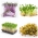 Csíra - fűszeres készlet -  Eruca stiva, Lepidium sativum, Raphanus sativus, ,Brasica oleracea conv. Capitata var.rubra - magok