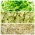 Zaden voor spruiten - milde set -  Medicago sativa, Lens culinaris, Helianthus annuus