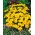 Galbenele galbene "Sunny" - lemoniu-galben - 350 de semințe - Tagetes patula L.