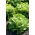Skleníkový salát "Anielka" - 140 semen - Lactuca sativa L. var. Capitata - semena