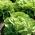 Zelena salata "Anielka" - 140 sjemenki - Lactuca sativa L. var. Capitata - sjemenke