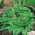 Салата од босиљка Листови листова - Оцимум басилицум - 325 семена - Ocimum basilicum 