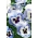 花の咲く広大なパンジー - 青と白と黒のスポット「Adonis」 -  320粒 - Viola x wittrockiana  - シーズ