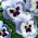 大花的三色紫罗兰 - 蓝色与白色和海军斑点“阿多尼斯” -  320粒种子 - Viola x wittrockiana  - 種子