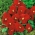 Pansy vườn hoa lớn màu đỏ - 240 hạt - Viola x wittrockiana 